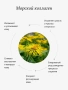 REALGREEN Крем для лица с девясилом "Приморские травы", 50 мл